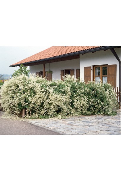 Фаллопія Ауберта, швидкозростаюча ліана для живоплотів.